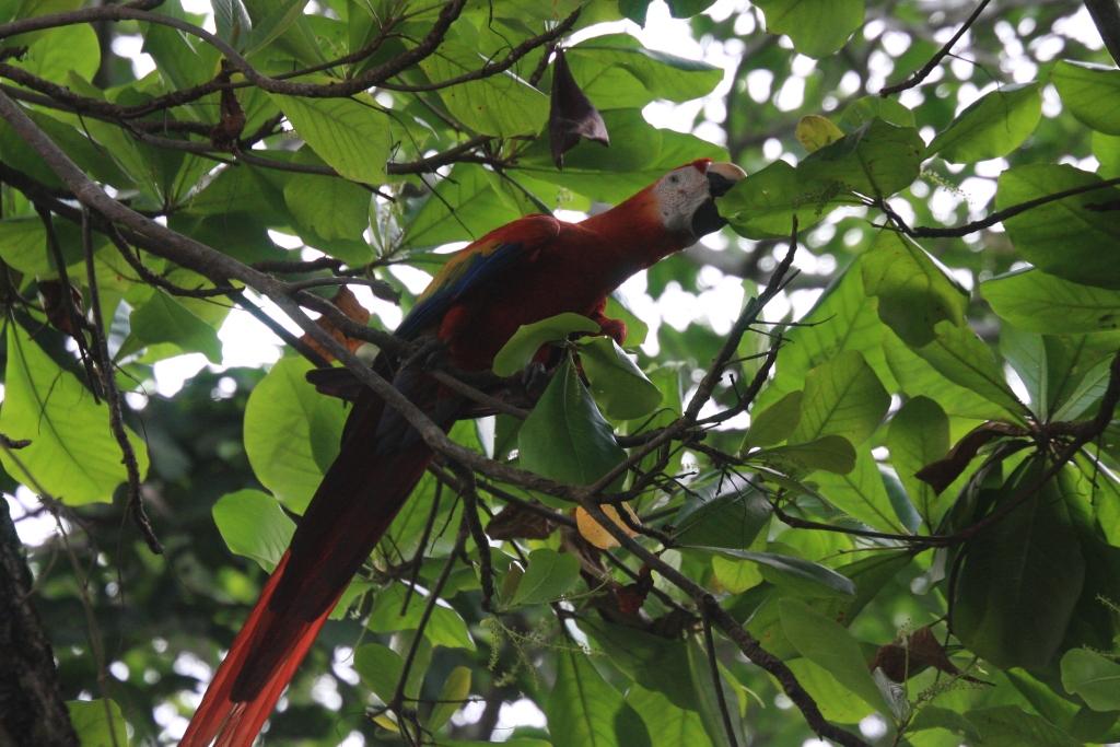 Voir le Ara rouge – Objectif Animaux