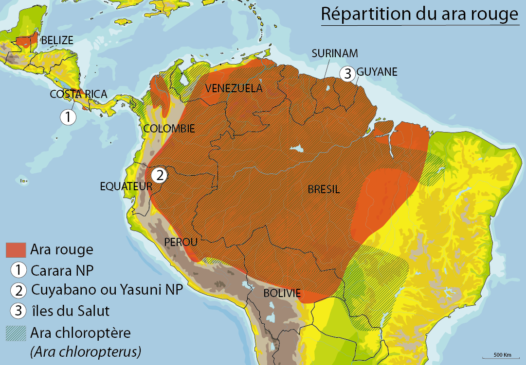 Voir le Ara rouge – Objectif Animaux